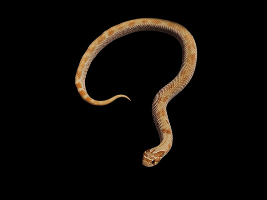 Conda Hognose Snake Baby