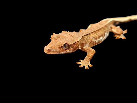 Phantom Lilly 100% Het Axanthic Crested Gecko