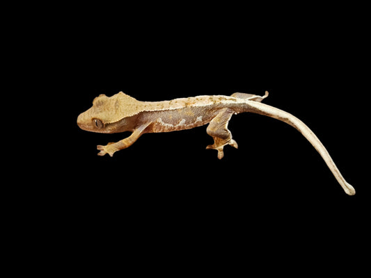 Lilly 100% Het Axanthic Crested Gecko