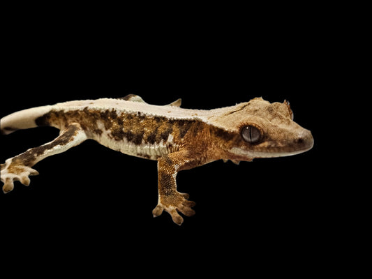 Lilly 66% Het Axanthic Crested Gecko