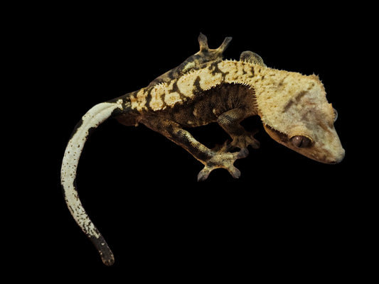 Adult Male 66% Het Axanthic Crested Gecko