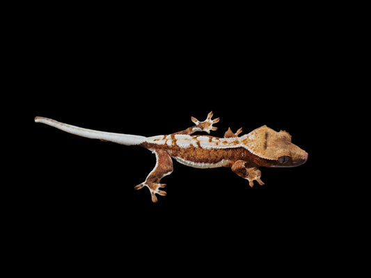 Lilly White 66% Het Axanthic Crested Gecko