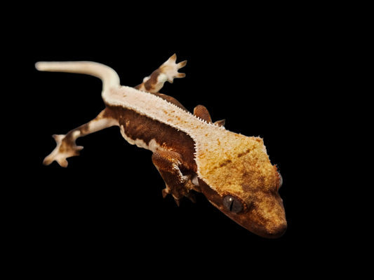 Lilly White 66% Het Axanthic Crested Gecko