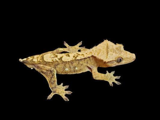 66% Het Axanthic Crested Gecko