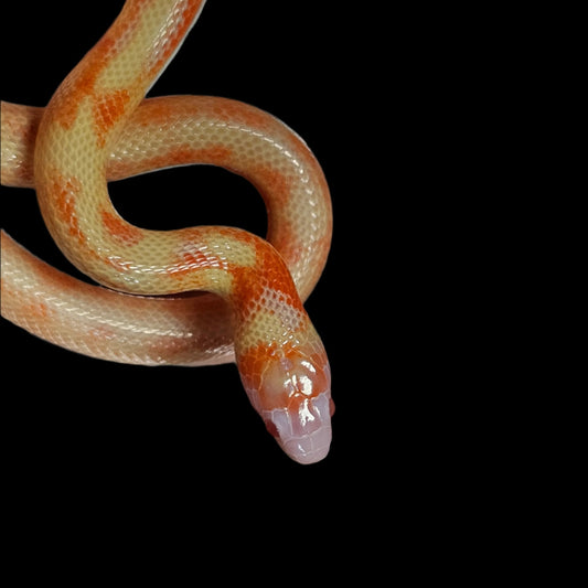 VP Albino Splotch Nelson's Milk Snake baby Male for sale