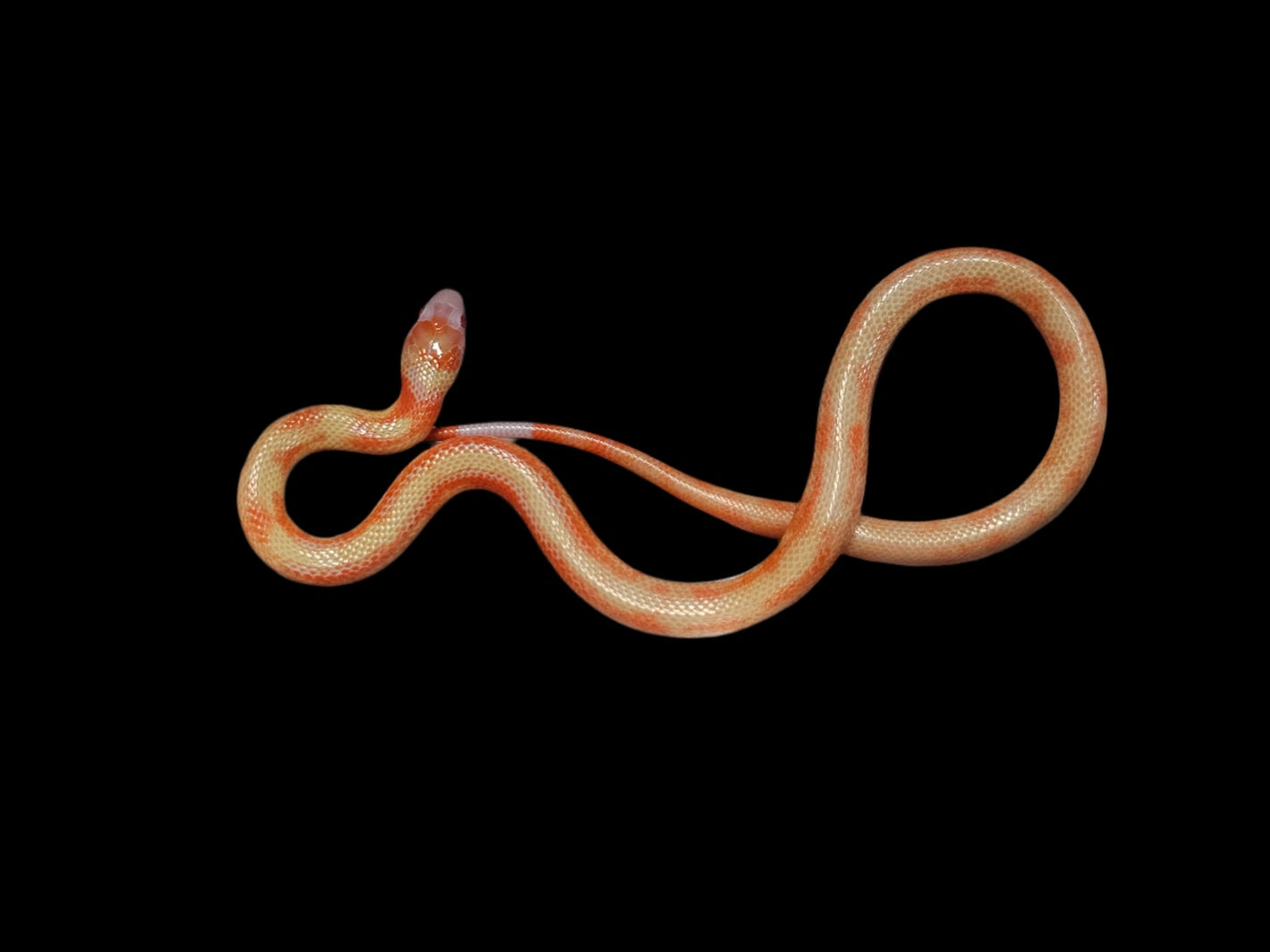 VP Albino Splotch Nelson's Milk Snake baby Male for sale