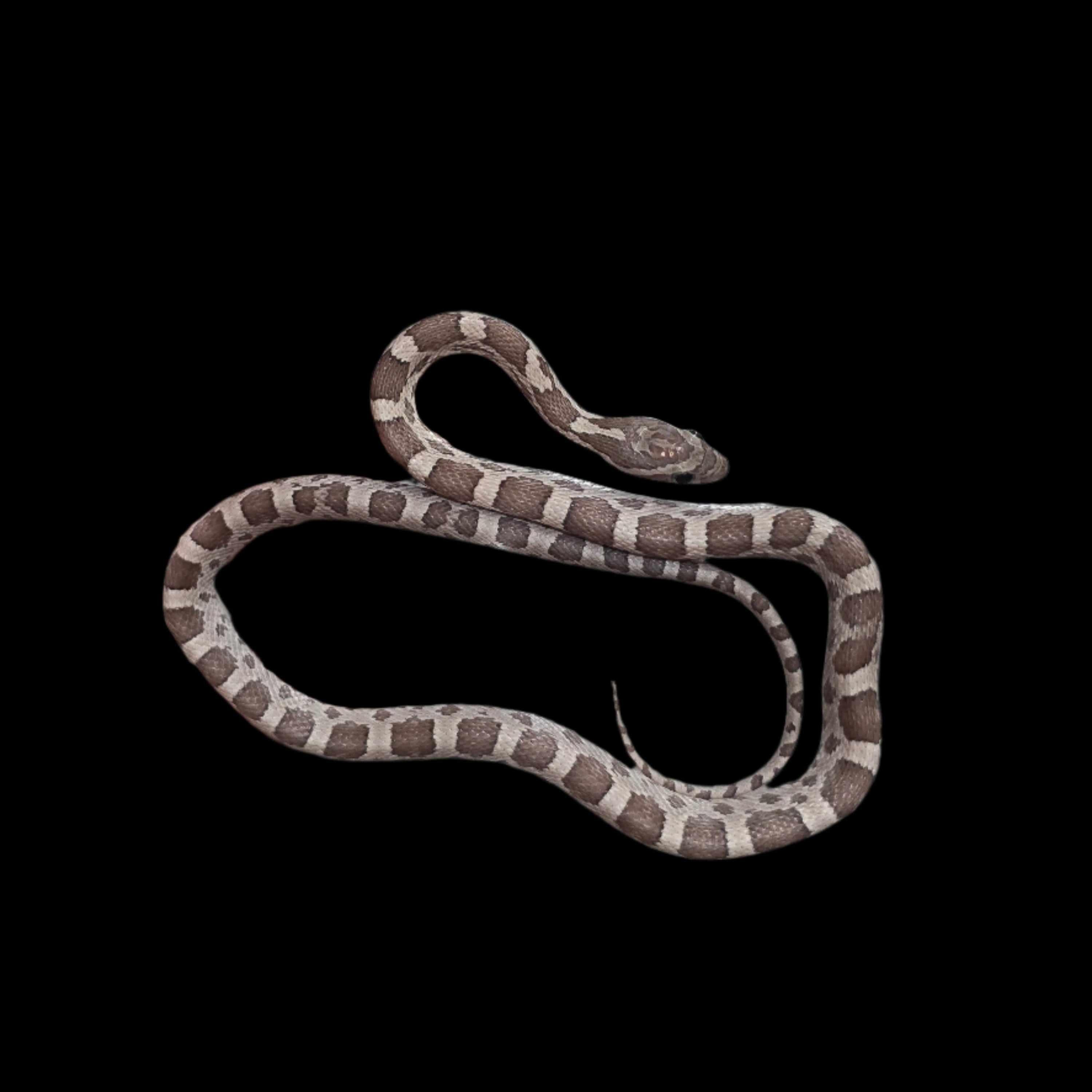 Anery Het Palmetto Pos Het Scaleless Corn Snake - Baby Male for Sale ...