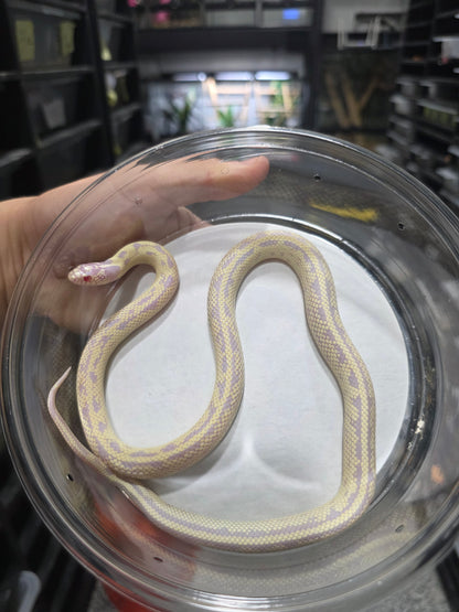 Banana Lavender California Kingsnake – 2023 Juvenile Female for Sale