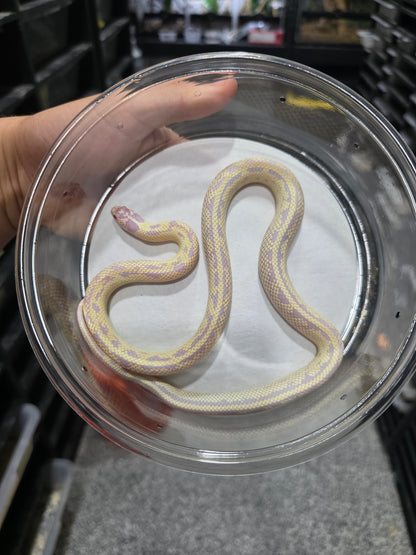 Banana Lavender California Kingsnake – 2023 Juvenile Female for Sale
