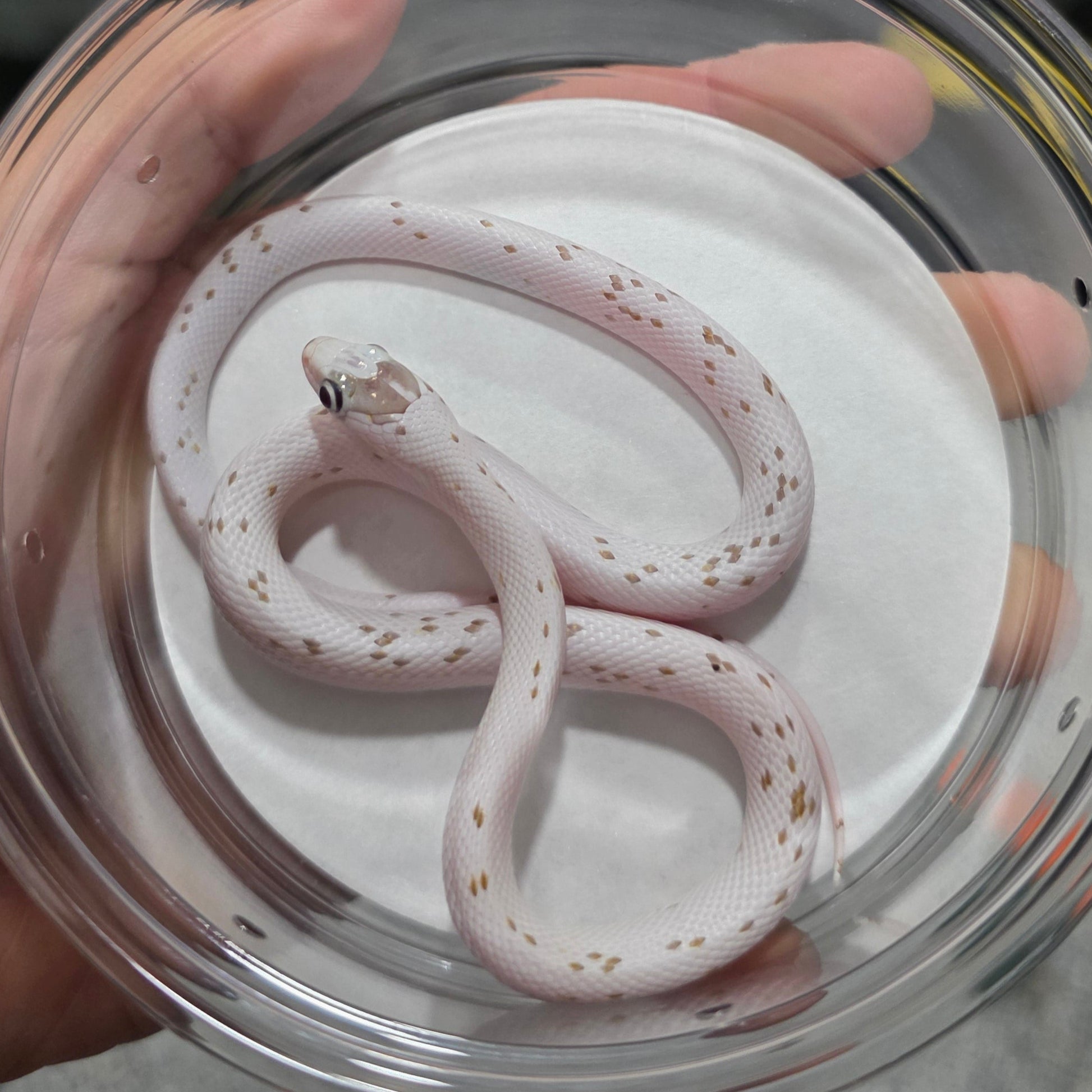 Caramel Palmetto corn snake baby female het anery for sale
