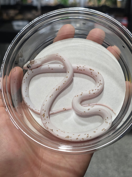 Caramel Palmetto corn snake baby female het anery for sale

