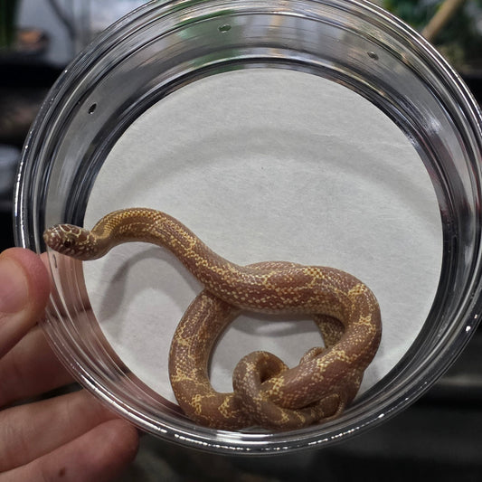 Amel Mosaic FL Kingsnake  – Baby Male for Sale