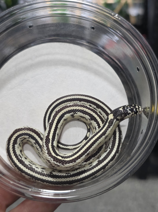 High White Double Stripe California Kingsnake - Baby Female for Sale