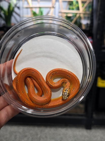 Ultra Hypo Mosaic FL King Reduced Pattern Male for Sale