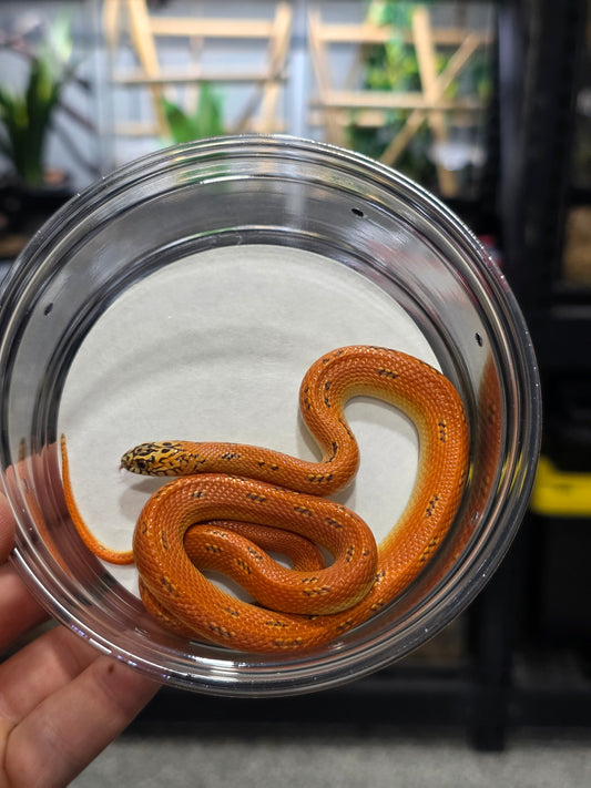Ultra Hypo Mosaic FL King Reduced Pattern Male for Sale