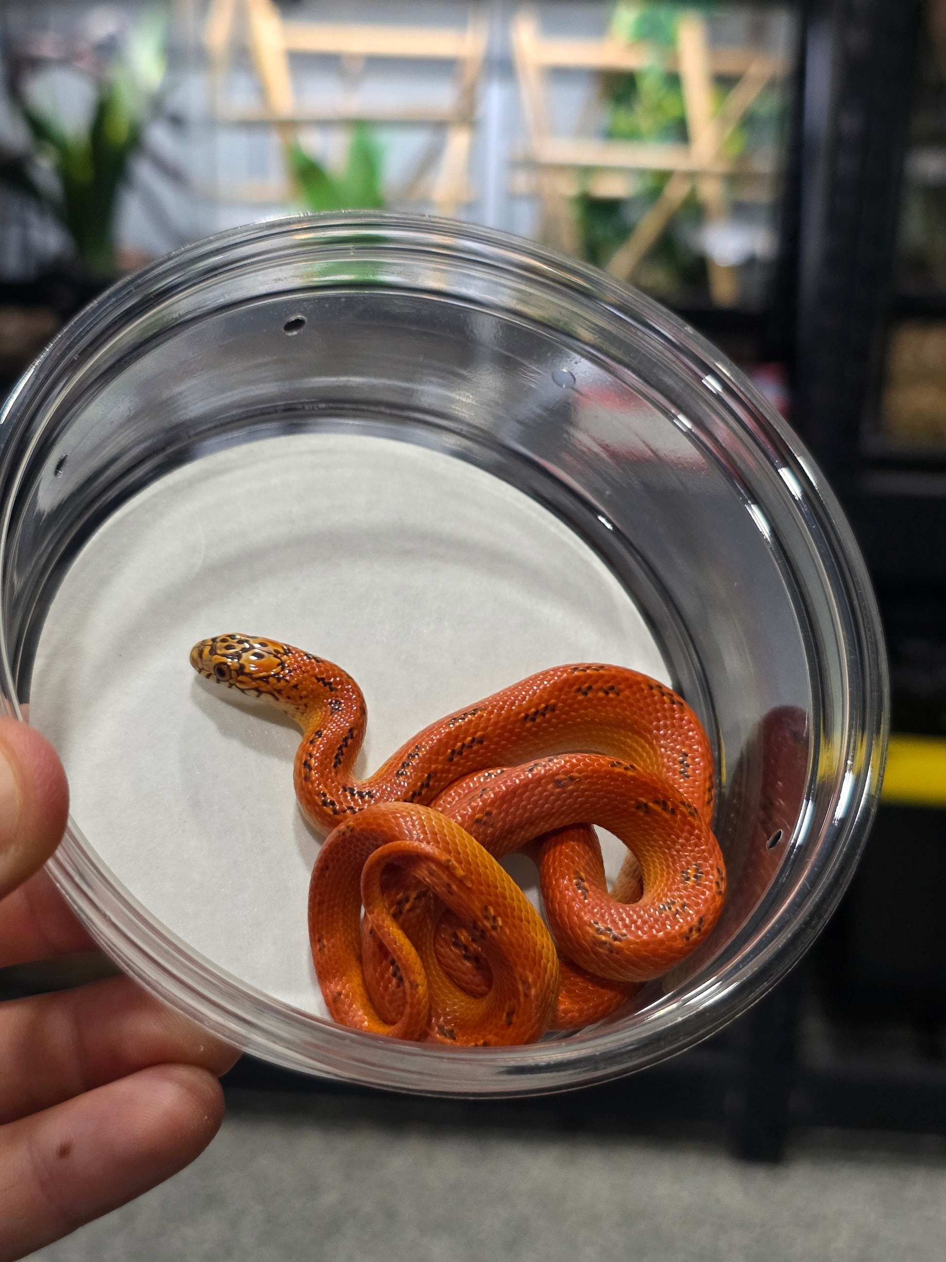 Ultra Hypo Mosaic FL King Reduced Pattern Female for Sale