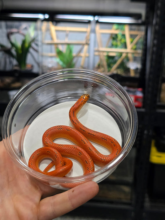Ultra Hypo Mosaic FL King Reduced Pattern Female for Sale
