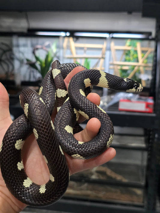Mosaic California Kingsnake adult male for sale

