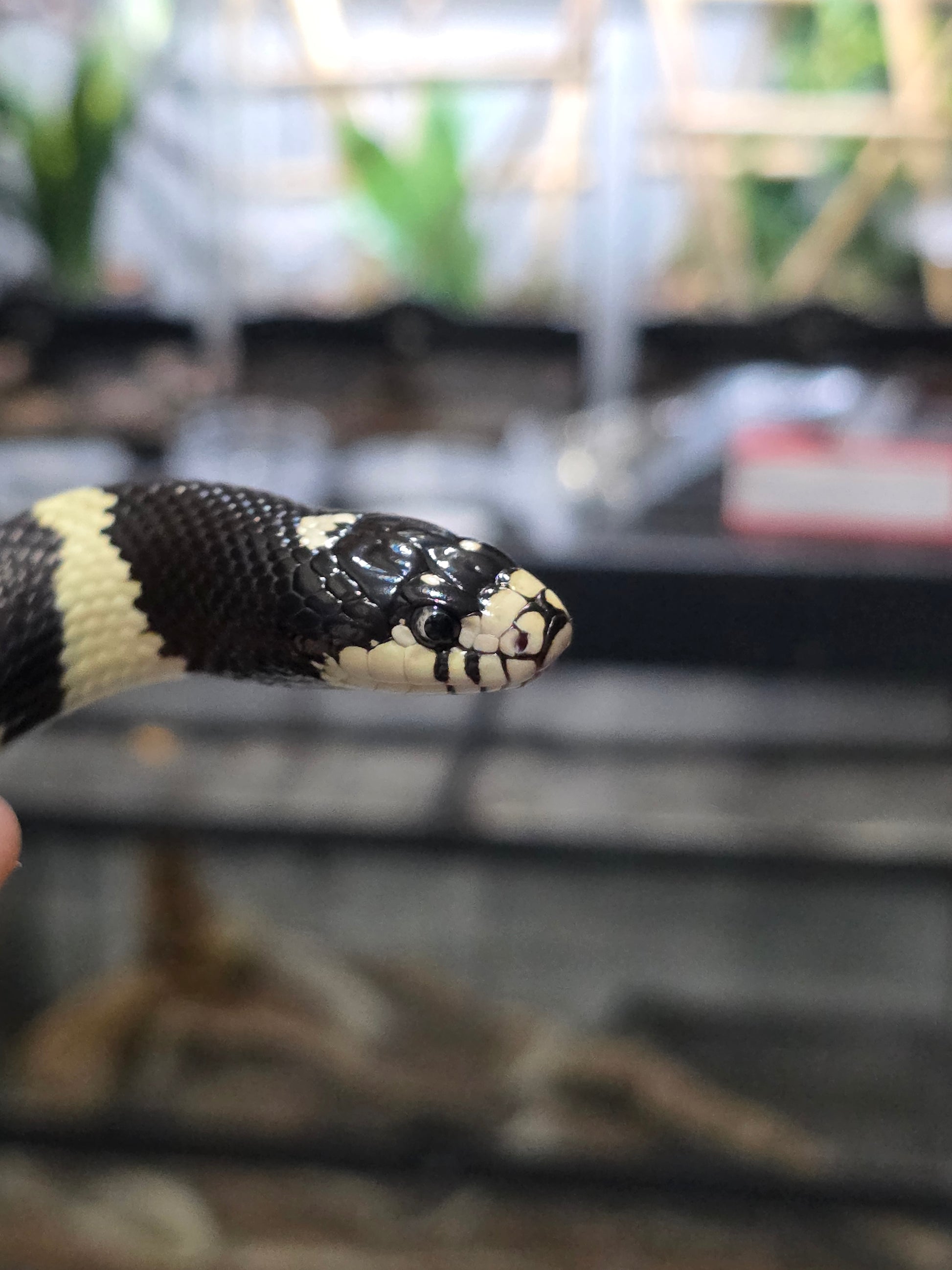 Mosaic California Kingsnake adult male for sale

