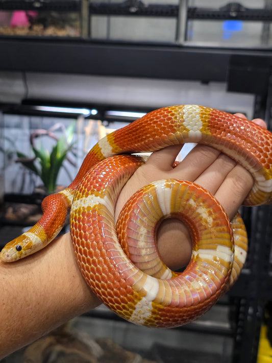 MASSIVE Golden T+ Albino Pos Het Splotch Male adult Male for sale