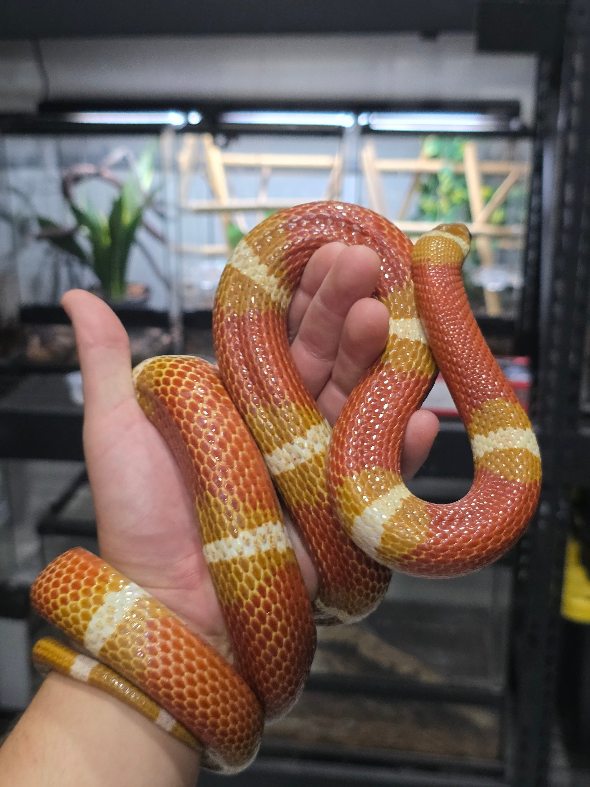 MASSIVE Golden T+ Albino Pos Het Splotch Male adult Male for sale