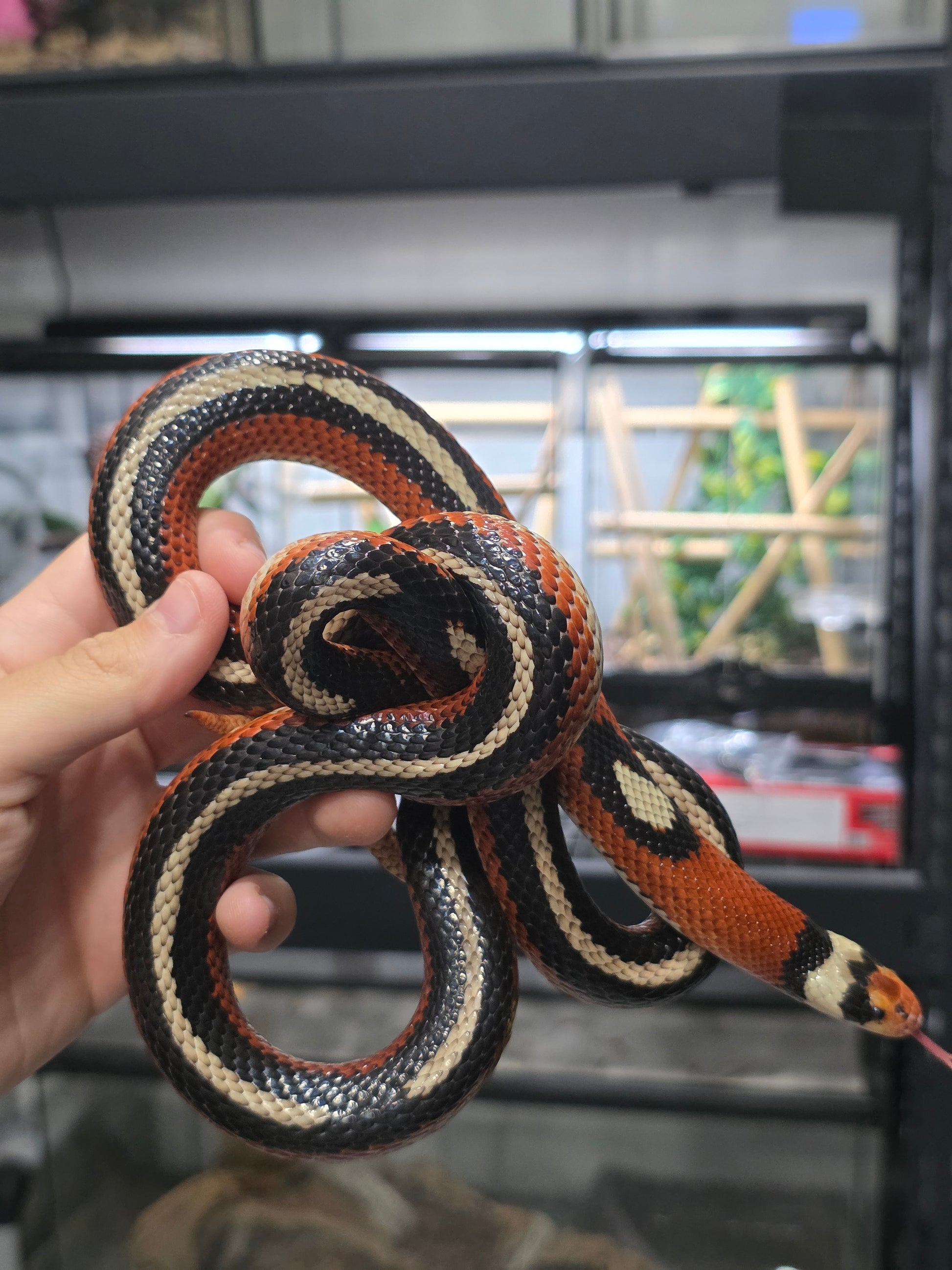 Proven Splotch Nelson’s Milk Snake adult breeding pair for sale