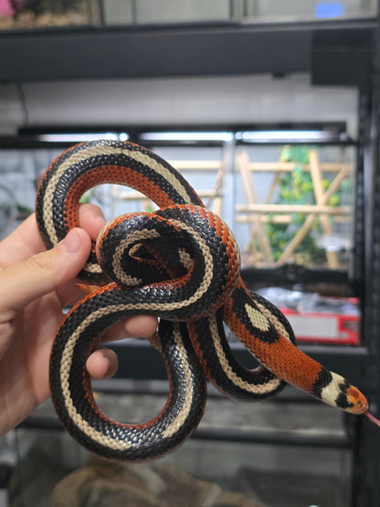 Proven Splotch Nelson’s Milk Snake adult breeding pair for sale