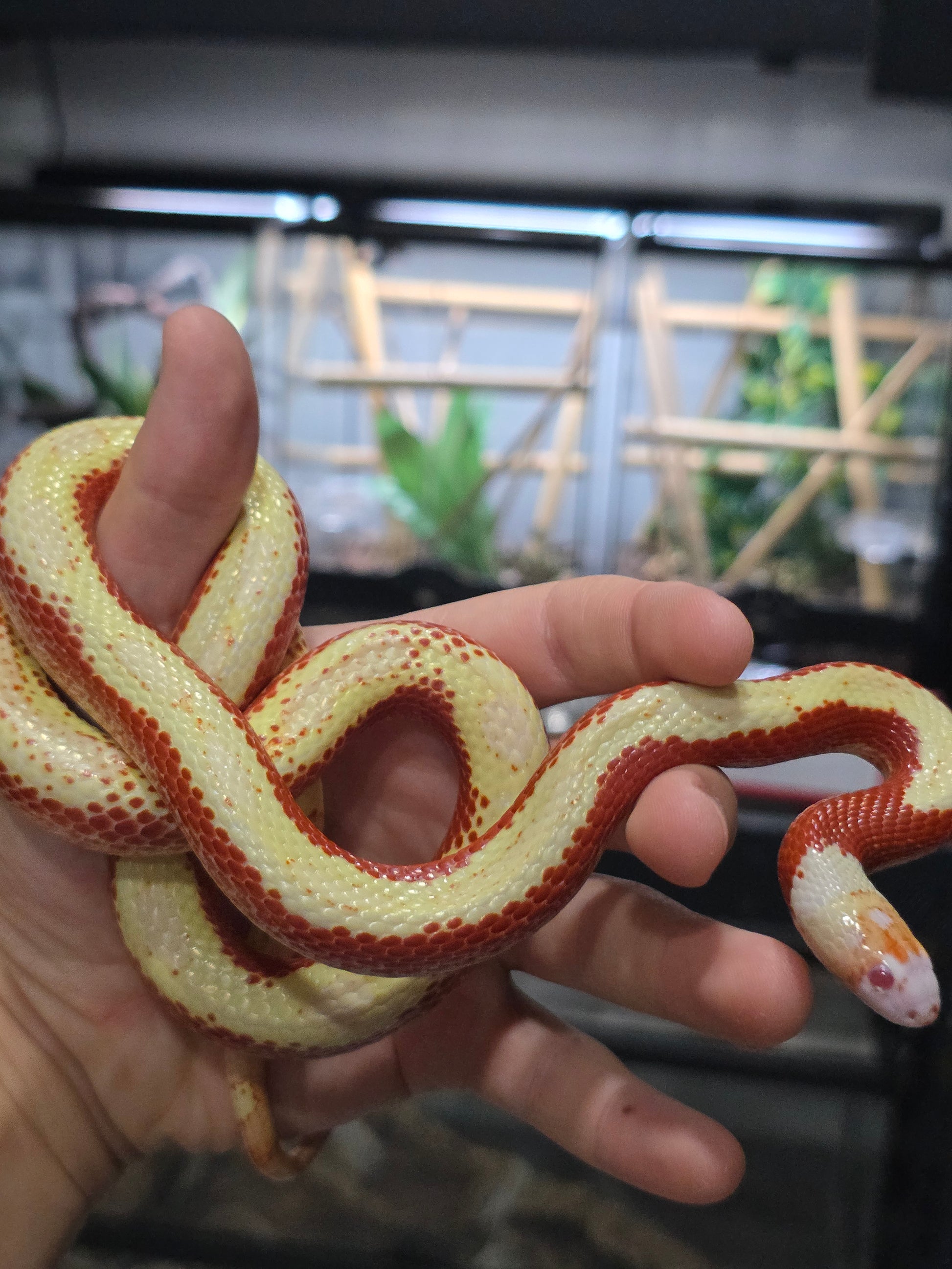 Proven Splotch Nelson’s Milk Snake adult breeding pair for sale