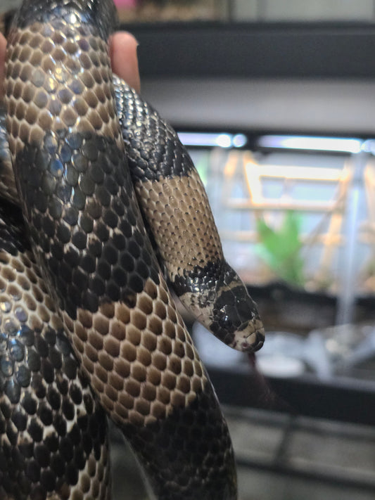 Massive Dark Anery Honduran Milk Snake Male adult Male for sale