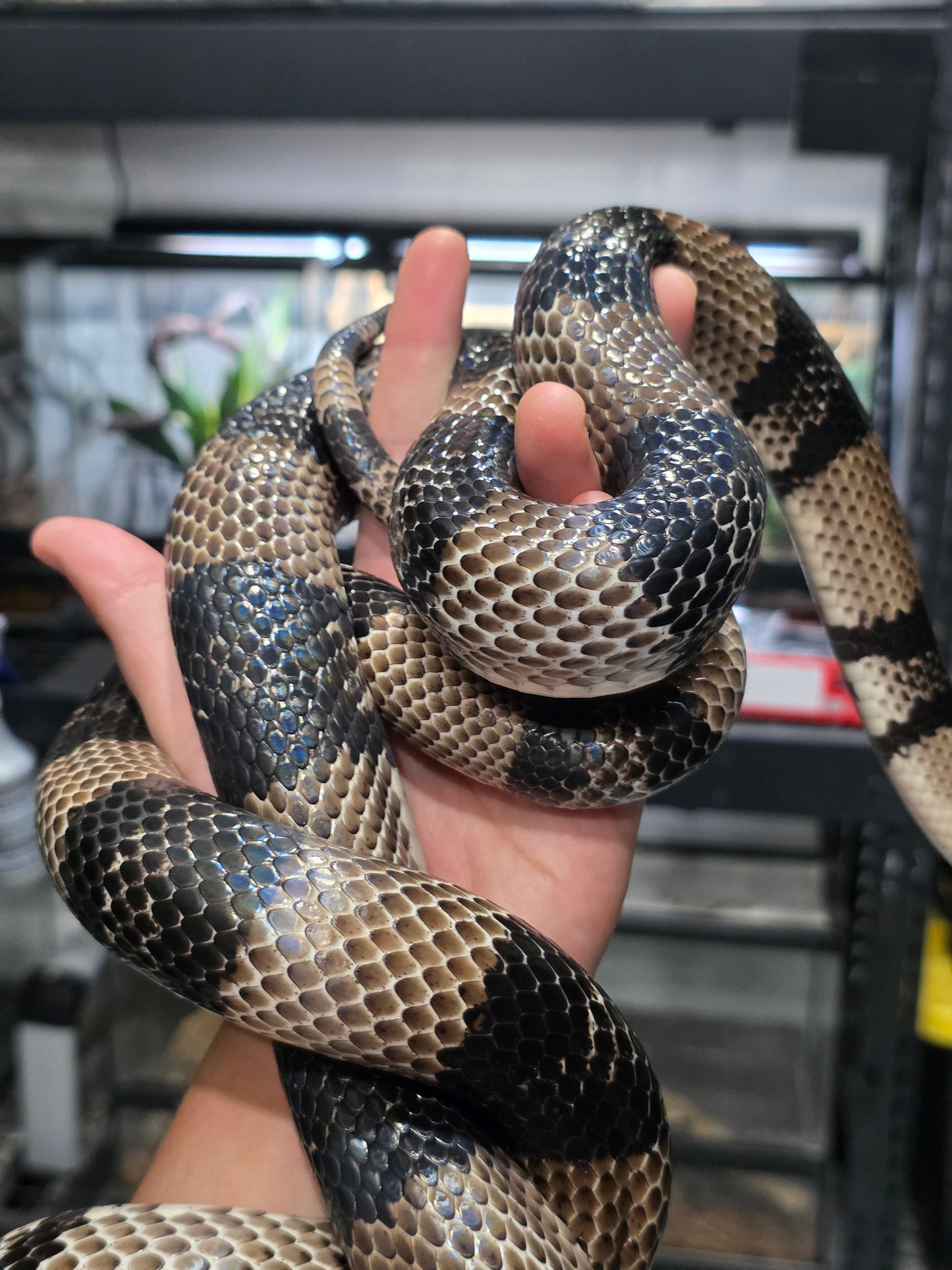 Massive Dark Anery Honduran Milk Snake Male adult Male for sale