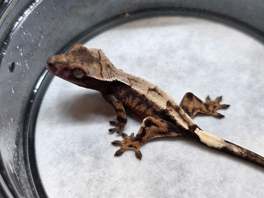 Highway High Coverage Crested Gecko