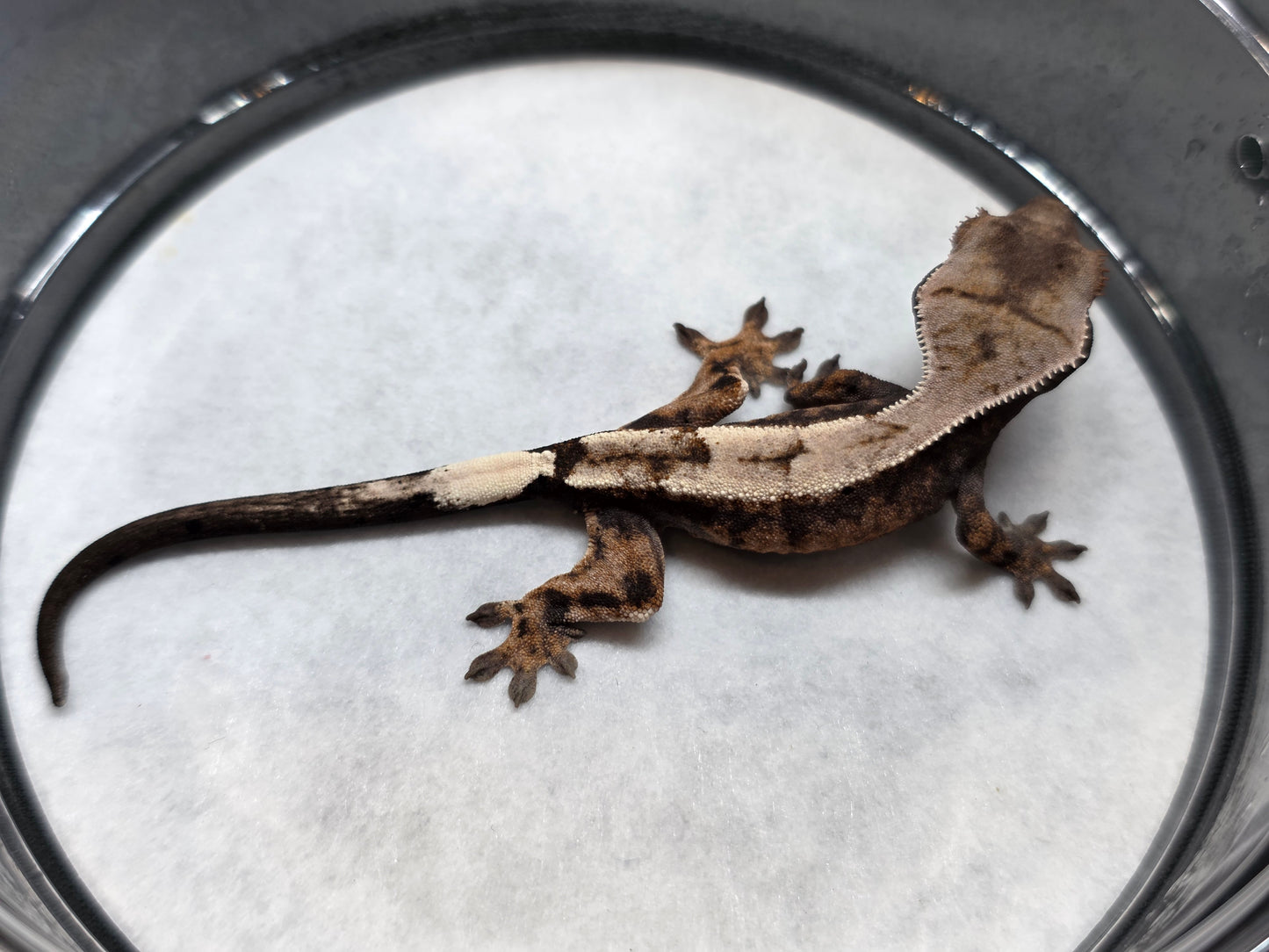 Highway High Coverage Crested Gecko