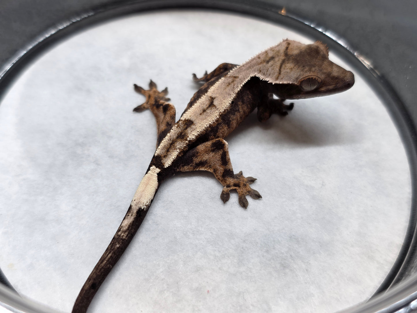 Highway High Coverage Crested Gecko