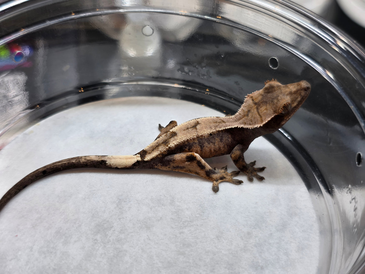 Highway High Coverage Crested Gecko
