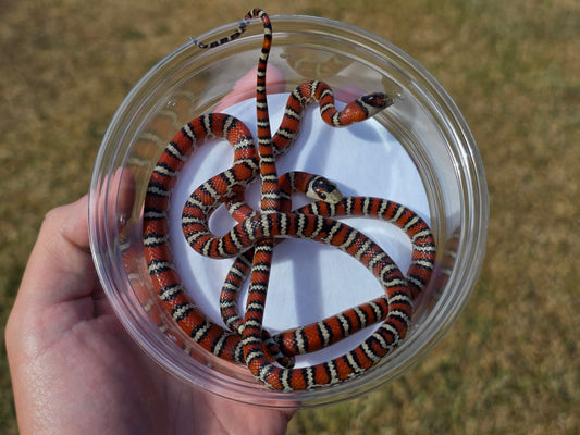 Knoblochi Mountain Kingsnake PAIR