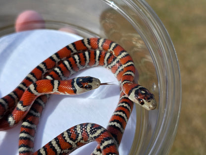 Knoblochi Mountain Kingsnake PAIR