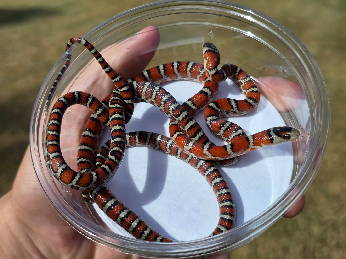 Knoblochi Mountain Kingsnake PAIR