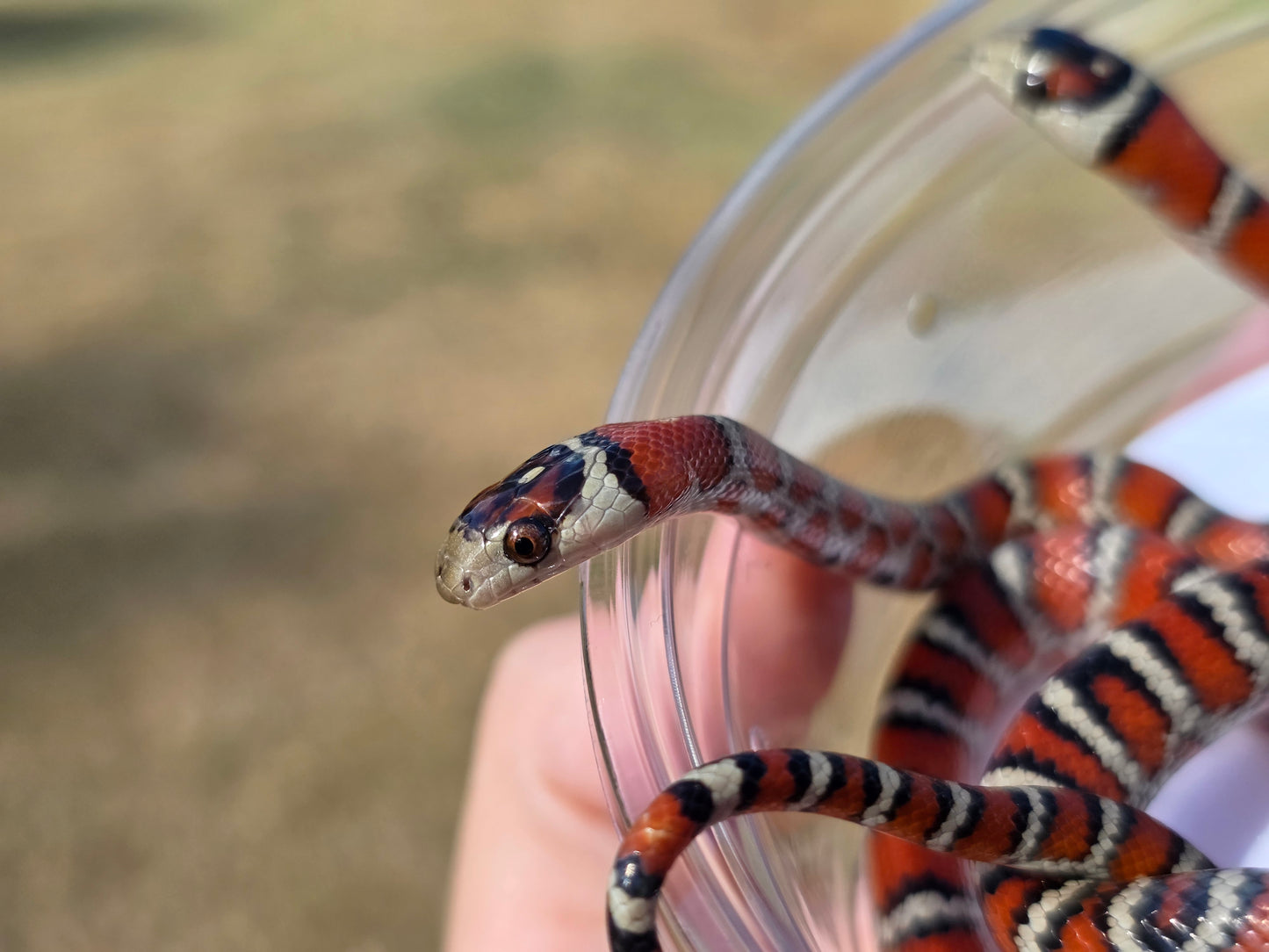 Knoblochi Mountain Kingsnake PAIR