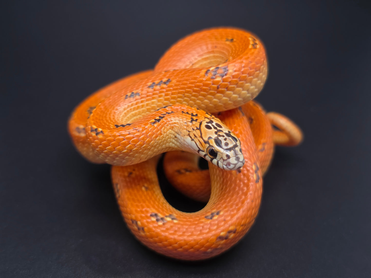 Ultra Hypo Mosaic FL Kingsnake Female