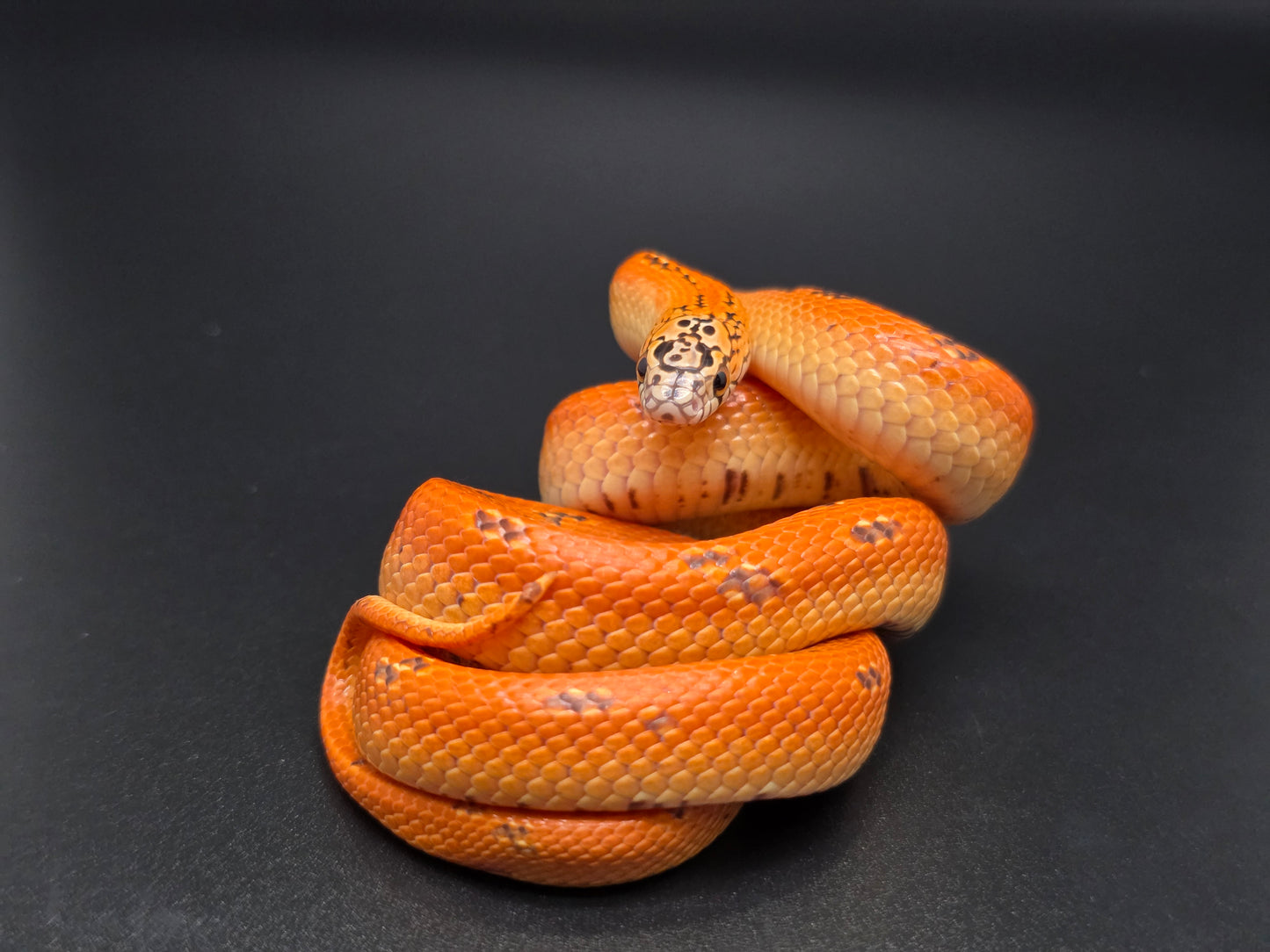 Ultra Hypo Mosaic FL Kingsnake Female