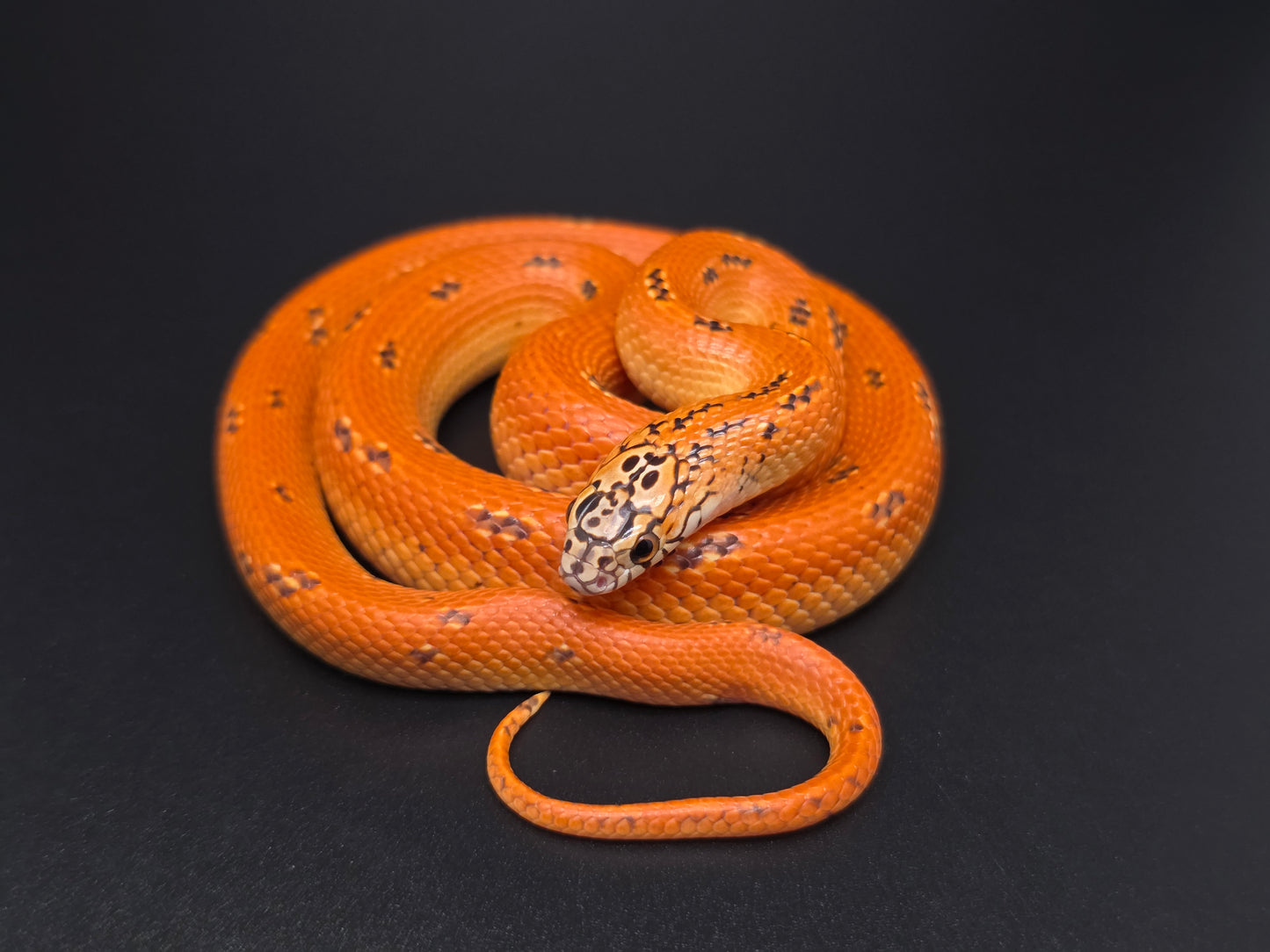 Ultra Hypo Mosaic FL Kingsnake Female