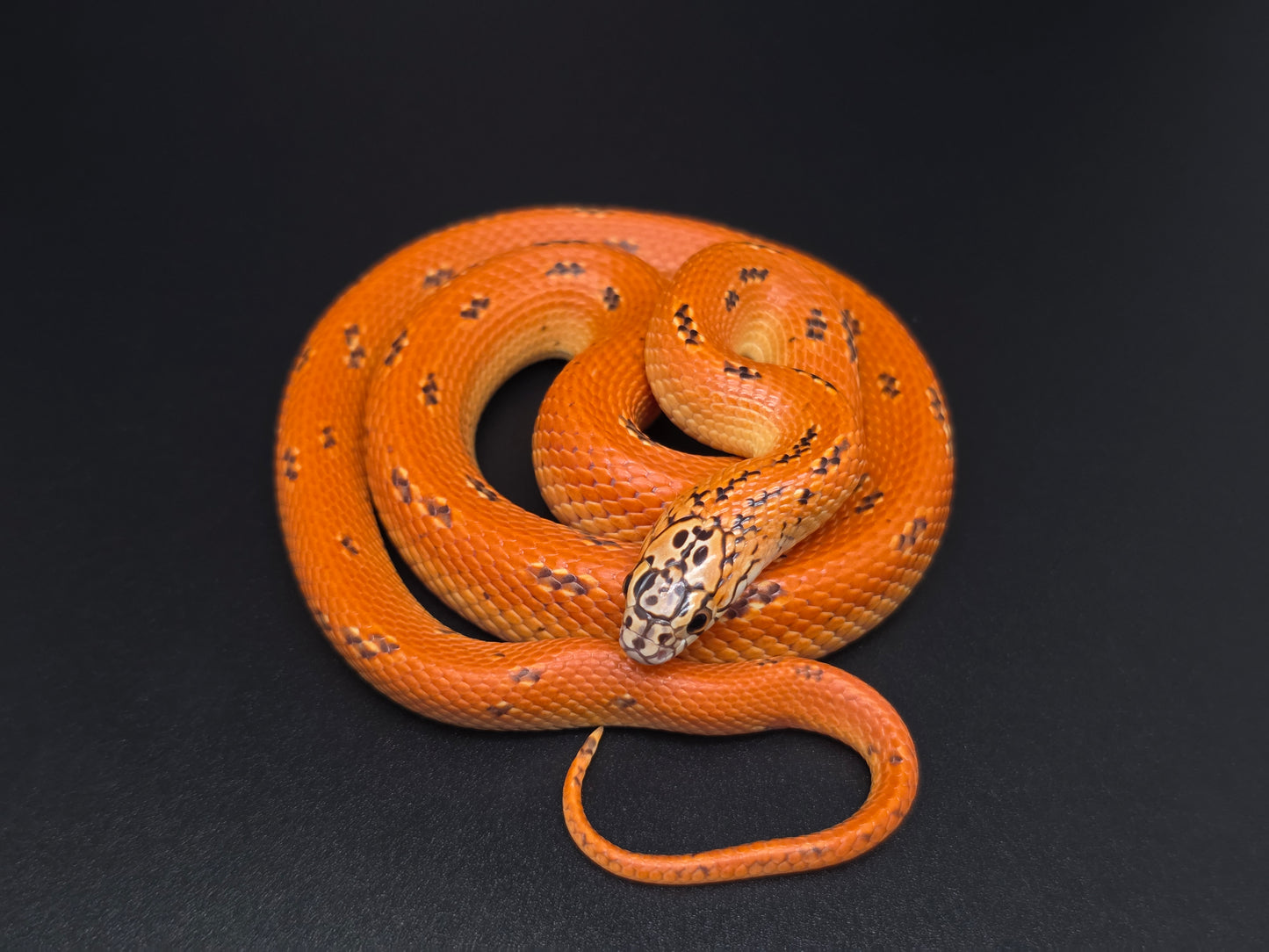 Ultra Hypo Mosaic FL Kingsnake Female