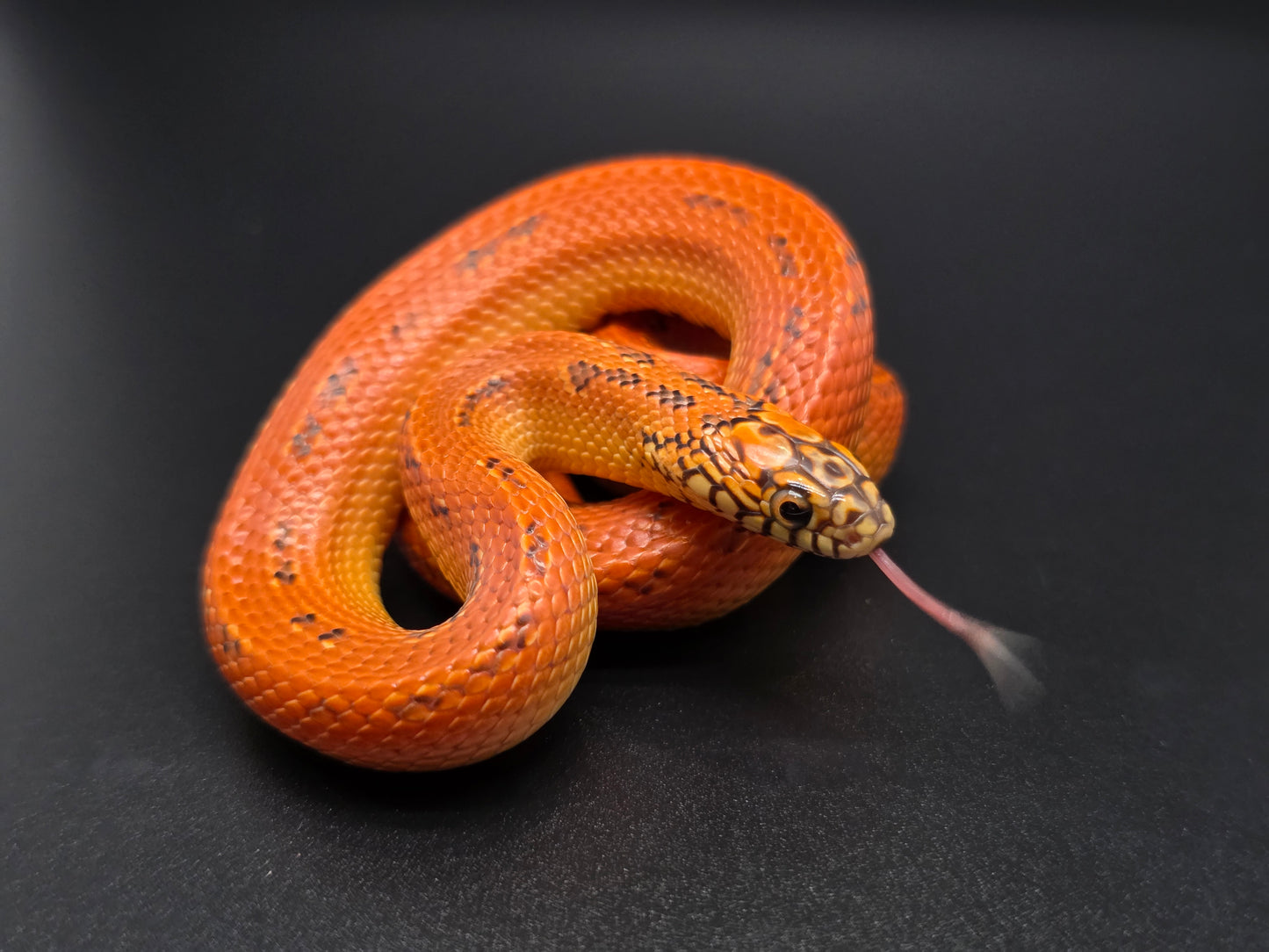 Ultra Hypo Mosaic FL King Male