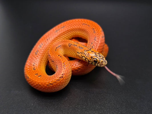 Ultra Hypo Mosaic FL King Male