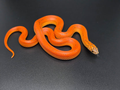 Ultra Hypo Mosaic FL King Male