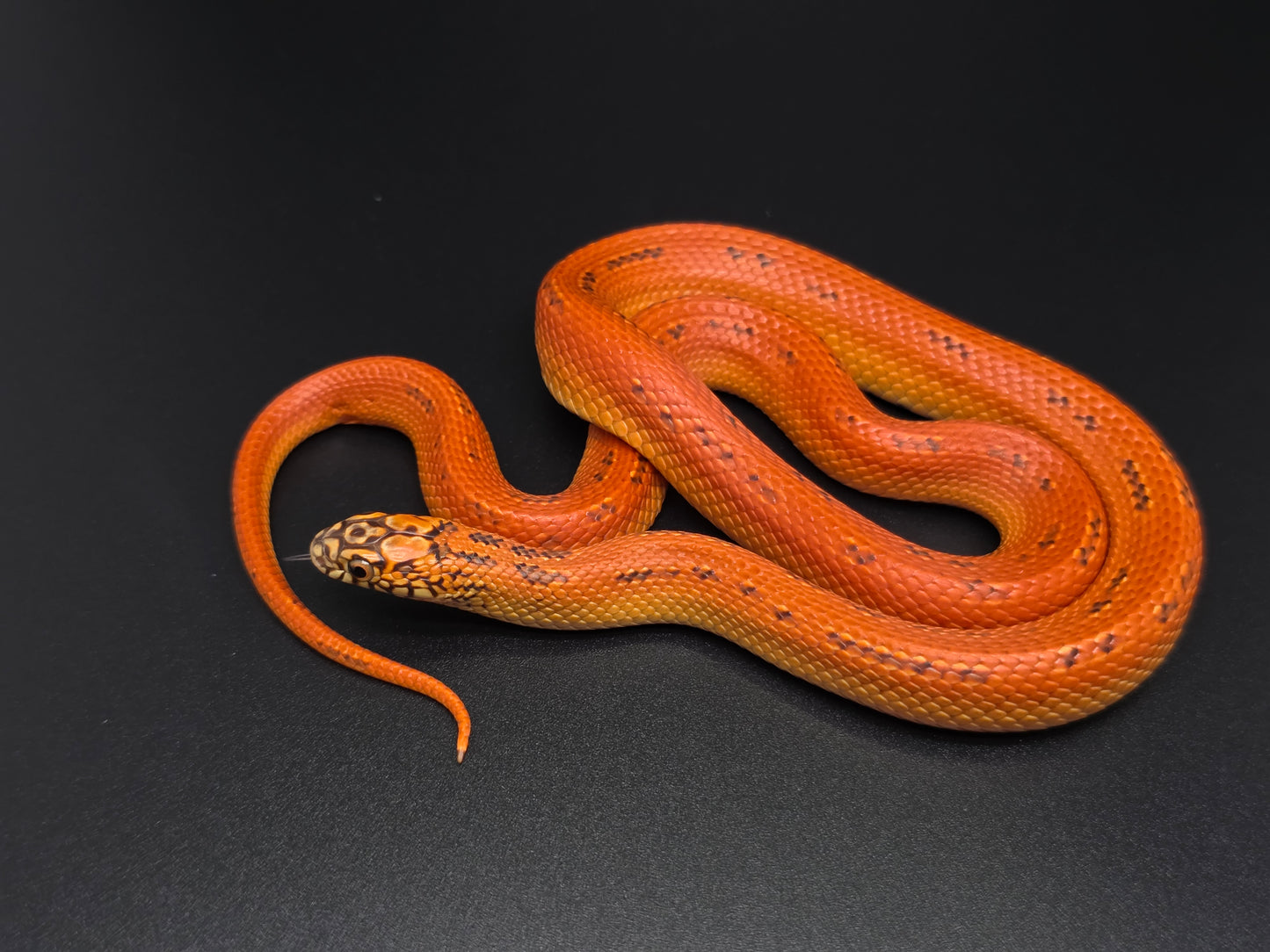 Ultra Hypo Mosaic FL King Male