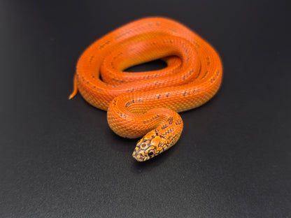 Ultra Hypo Mosaic FL King Male