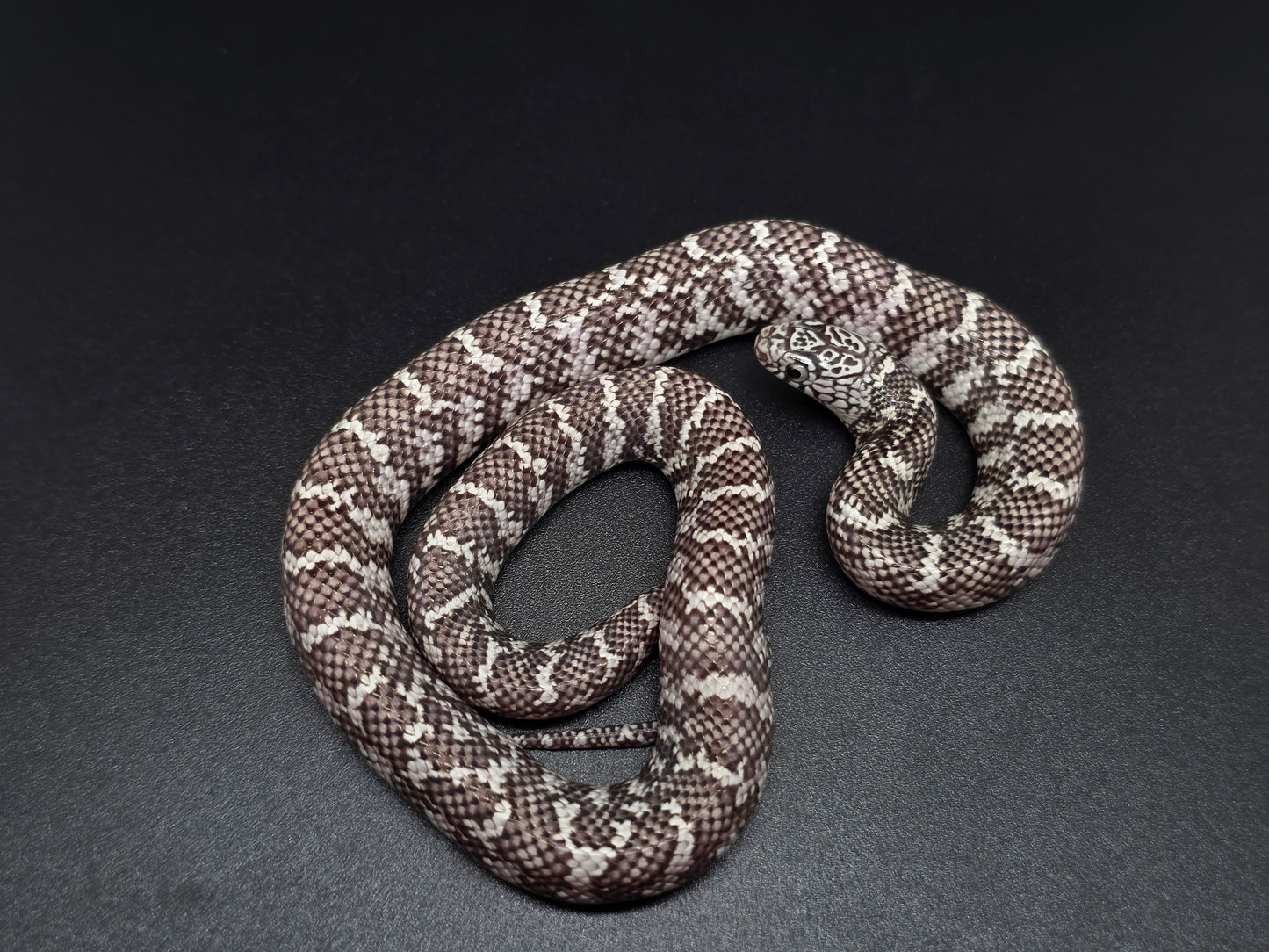 Ery Ghost Florida Kingsnake Female