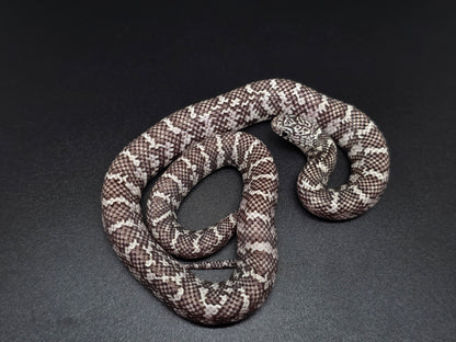 Ery Ghost Florida Kingsnake Female