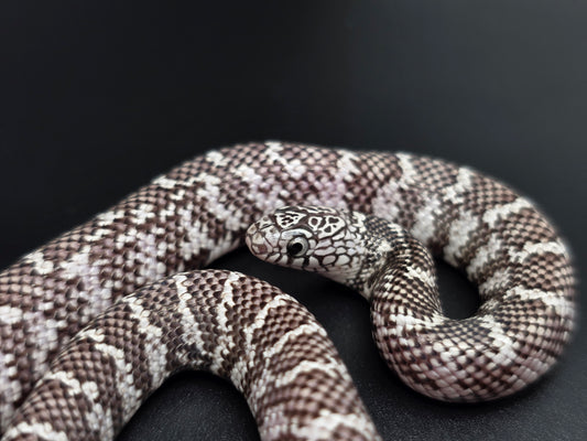 Ery Ghost Florida Kingsnake Female